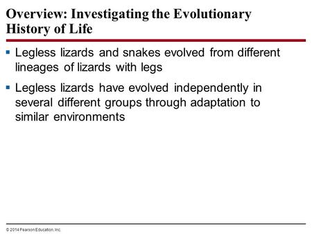 © 2014 Pearson Education, Inc. Overview: Investigating the Evolutionary History of Life  Legless lizards and snakes evolved from different lineages of.