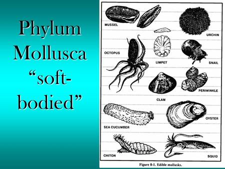 Phylum Mollusca “soft- bodied”. 4 Primary Classes –Class Gastropoda: Snails, conchs, slugs, sea slugs, sea hares, limpets, etc. (very diverse)