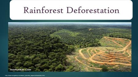 Rainforest Deforestation