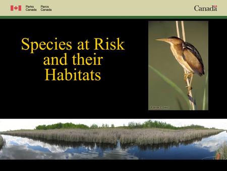 Species at Risk and their Habitats. What is a Species at Risk?