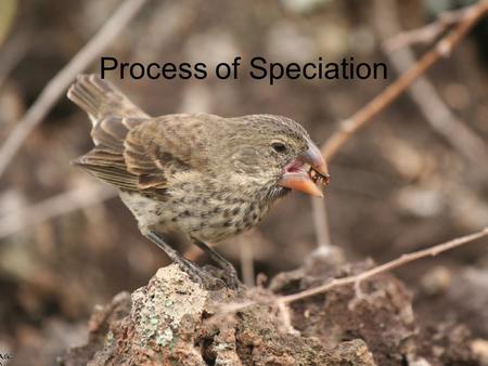 Process of Speciation. –In the 150 years since the publication of Darwin’s book On the Origin of Species by Means of Natural Selection, new discoveries.