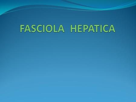 FASCIOLA HEPATICA.