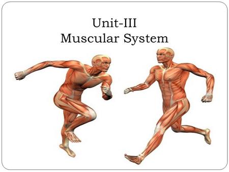 Unit-III Muscular System. Muscular System The muscular system is the anatomical system of a species that allows it to move. The muscular system makes.