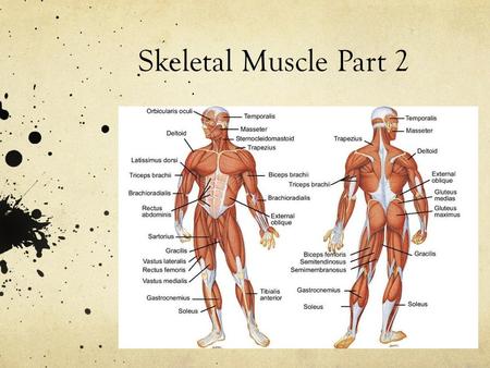 Skeletal Muscle Part 2.