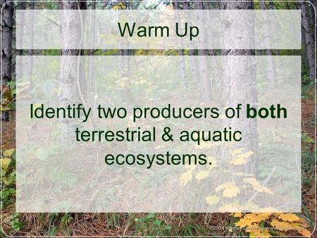 Warm Up Identify two producers of both terrestrial & aquatic ecosystems.