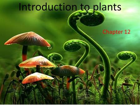 Introduction to plants Chapter 12 Warm up How many types of plants do you know? Can you name them.