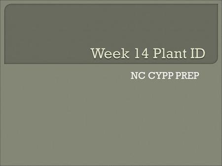 NC CYPP PREP.  Common name: Norfolk Island pine  Size: 2-6 ft.  Form: symmetrical pyramid, branches emerging from trunk in regular patterns.  Exposure: