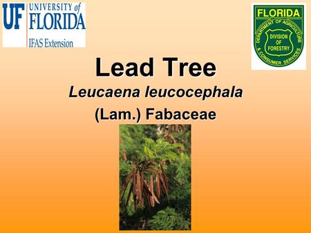 Lead Tree Leucaena leucocephala (Lam.) Fabaceae. Biology Also known as leucaenaAlso known as leucaena Shrub or small tree < 20 feet tallShrub or small.