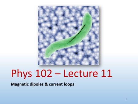 Phys 102 – Lecture 11 Magnetic dipoles & current loops.
