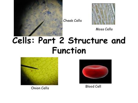 Cells: Part 2 Structure and Function Moss Cells Blood Cell Cheek Cells Onion Cells.