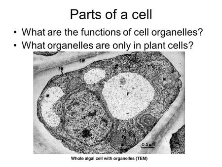 Parts of a cell What are the functions of cell organelles?