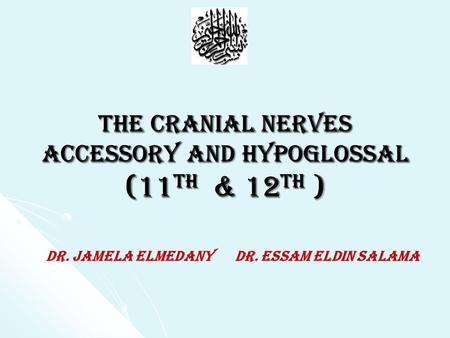 The Cranial Nerves accessory and hypoglossal (11th & 12th )