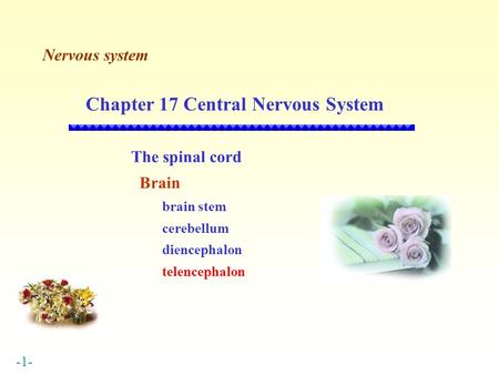 Chapter 17 Central Nervous System