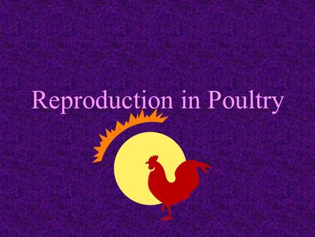 Reproduction in Poultry Different from mammals young are not carried in the hens body develop inside a fertilized egg outside the hens body.