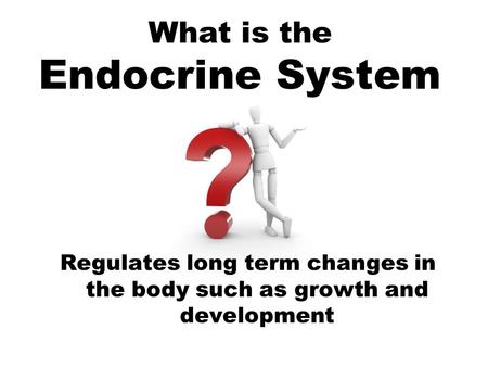 What is the Endocrine System Regulates long term changes in the body such as growth and development.