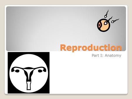 Reproduction Part I: Anatomy. Functions Overall: to produce offspring Male System: to produce & deliver sperm Female System: produce eggs, provide place.