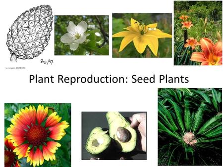 Plant Reproduction: Seed Plants. Table of Contents DateAssignmentVocabularyPage 11/28/12Seed Plants10.