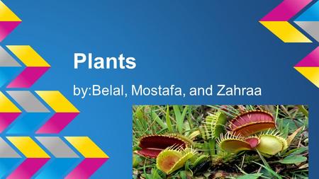Plants by:Belal, Mostafa, and Zahraa. What is a Plant Plant’s are living things.