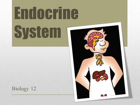 Endocrine System Biology 12.