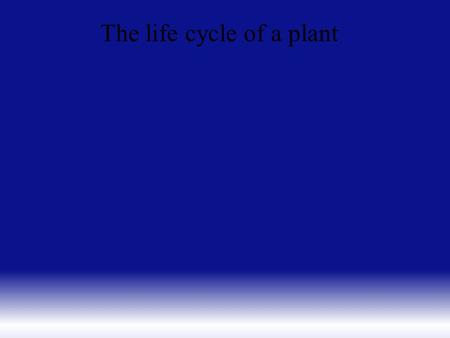 The life cycle of a plant.