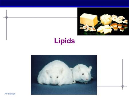 Lipids AP Biology.