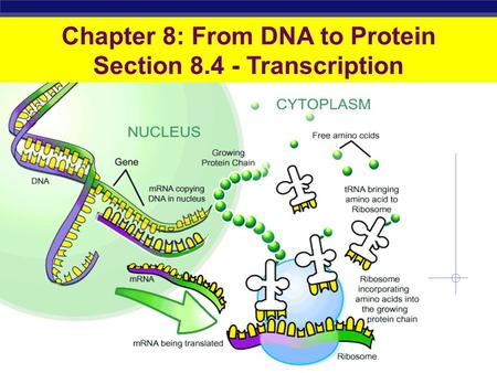 Chapter 8: From DNA to Protein Section Transcription