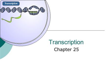 Transcription Chapter 25. Objectives  Understand the process of transcription  Recognize the role of RNA Polymerase  Recognize the significance of.