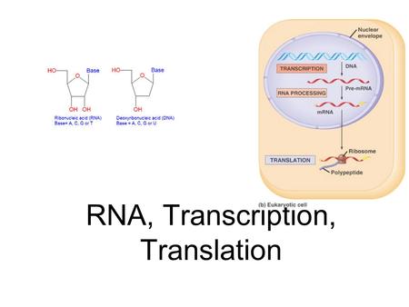RNA, Transcription, Translation