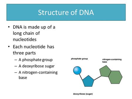 Structure of DNA DNA is made up of a long chain of nucleotides