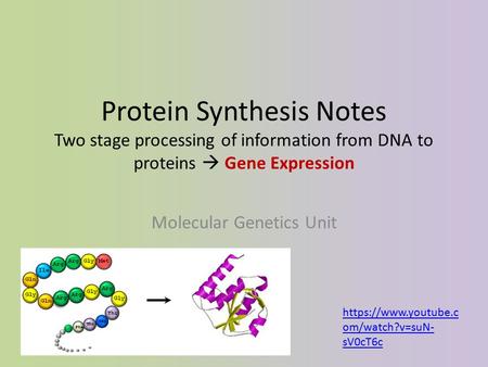 Protein Synthesis Notes Two stage processing of information from DNA to proteins  Gene Expression Molecular Genetics Unit https://www.youtube.c om/watch?v=suN-