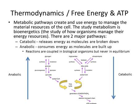 Thermodynamics / Free Energy & ATP