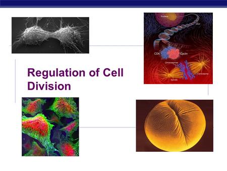 AP Biology 2006-2007 Regulation of Cell Division.
