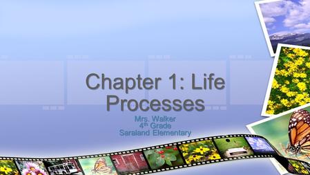 Mrs. Walker 4 th Grade Saraland Elementary Chapter 1: Life Processes.