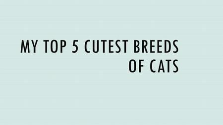 MY TOP 5 CUTEST BREEDS OF CATS. INTRODUCTION There are over 500 million domestic cats in the world. Which makes choosing the cutest breeds pretty hard.