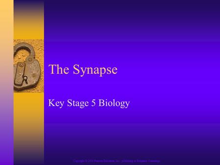Copyright © 2004 Pearson Education, Inc., publishing as Benjamin Cummings The Synapse Key Stage 5 Biology.