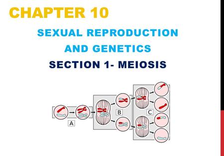 Sexual Reproduction and Genetics Section 1- Meiosis