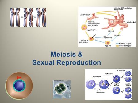 Meiosis & Sexual Reproduction.