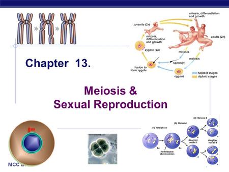 MCC BP Based on work by K. Foglia www.kimunity.com Chapter 13. Meiosis & Sexual Reproduction.