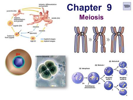 Chapter 9 Meiosis Cell Division / Asexual Reproduction  Mitosis  produce cells with same information  identical daughter cells  exact copies  clones.