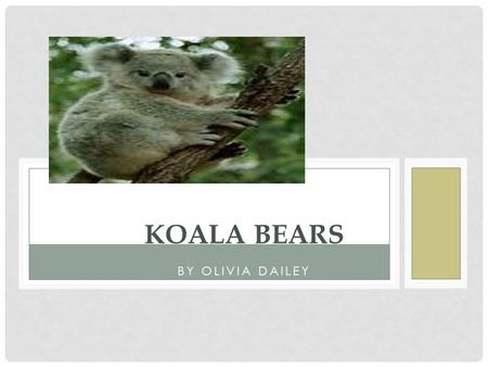 Koala Bears By Olivia Dailey.