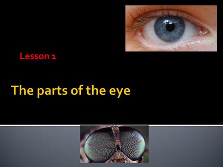 Lesson 1. IRIS  colored part of the eye  controls the amount of light entering, which changes the size of the pupil 