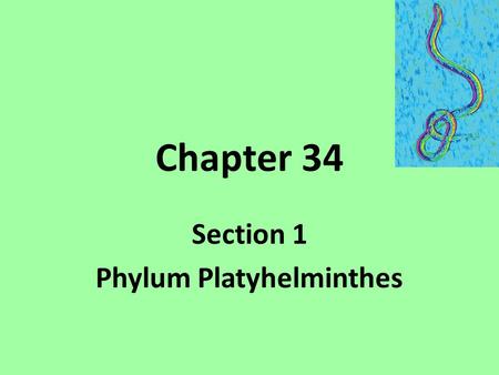 Chapter 34 Section 1 Phylum Platyhelminthes. Structure & Function Bilateral symmetry Ectoderm, endoderm, mesoderm No hollow body cavity- acoelomate.