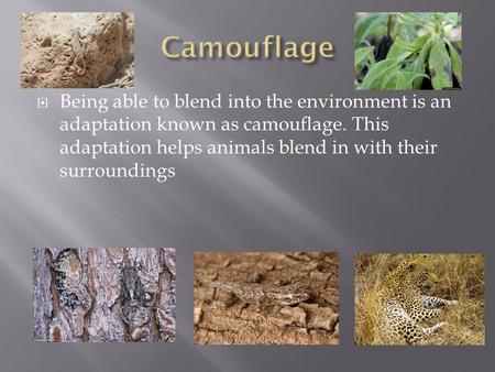  Being able to blend into the environment is an adaptation known as camouflage. This adaptation helps animals blend in with their surroundings.