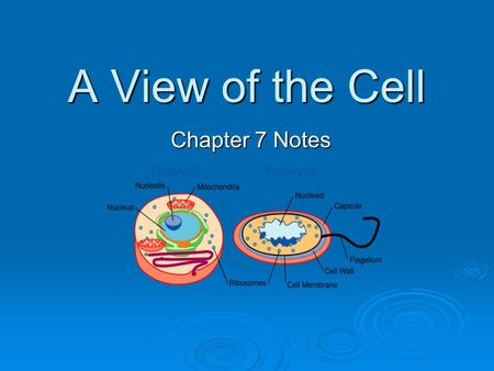 A View of the Cell Chapter 7 Notes. Microscopes  The microscope was invented by Leeuwenhoek.  A compound light microscope has a series of lenses and.
