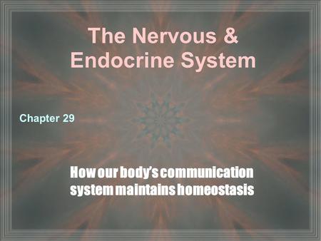 The Nervous & Endocrine System How our body’s communication system maintains homeostasis Chapter 29.