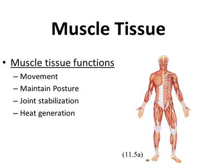 Muscle Tissue Muscle tissue functions – Movement – Maintain Posture – Joint stabilization – Heat generation (11.5a)