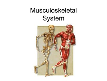 Musculoskeletal System. Why is locomotion essential to most organisms? Motile vs. Sessile –Get food –Move away from harmful things and predators –Seek.