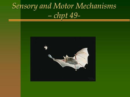 Sensory and Motor Mechanisms – chpt 49-. I. Anatomy & physiology of Muscular system n A. 3 types of muscle tissue –1. skeletal muscle aka striated muscle–