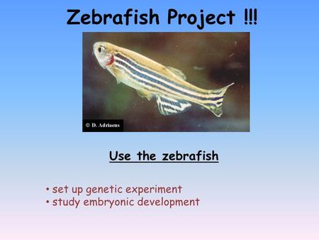 Zebrafish Project !!! Use the zebrafish set up genetic experiment