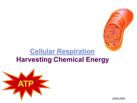 2006-2007 Cellular Respiration Cellular Respiration Harvesting Chemical Energy ATP.